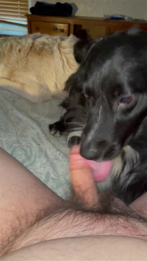 Dogs Licking My Cock