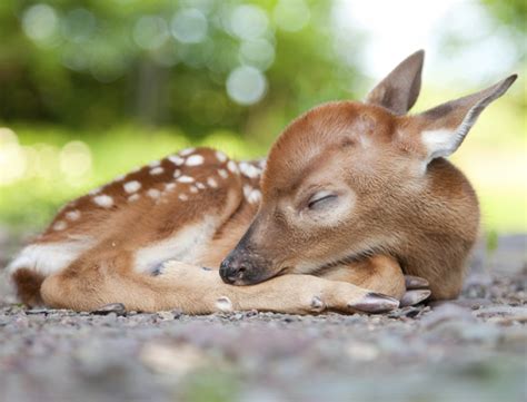 23 Cute Sleeping Animals Youll Just Want To Squeeze