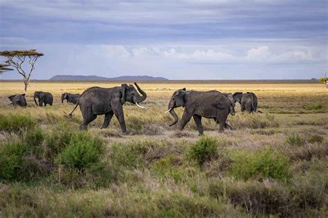 Serengeti National Park Tanzania Arusha Trips