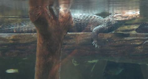 Rmso Bigfoot Video Of Swimmer Fighting Off 12 Foot Alligator Near