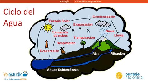 Ciclos Biogeoquímicos Youtube