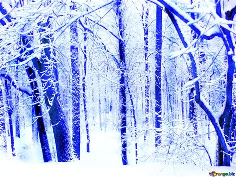 Winter Forest Blue Download Free Picture №233692
