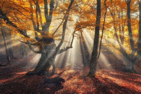 Sunny Autumn Forest In Fog High Quality Nature Stock