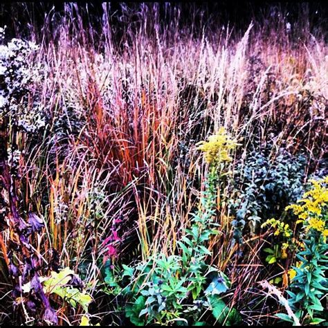 The midewin national tallgrass prairie is located about 60 miles south of chicago on historic route 66. Midewin National Tallgrass Prairie | Native plants, Wild ...