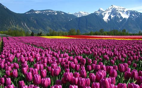 Wallpaper Tulips Field Mountain Netherlands Flowers