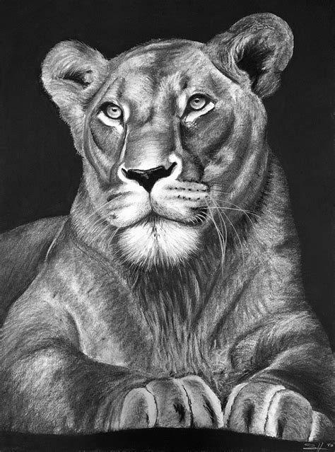 Lioness Drawings