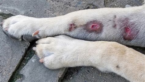 Here we have dog skin problems pictures with tips on prevention. 6 Known Dog Skin Conditions and What to Do About Them ...