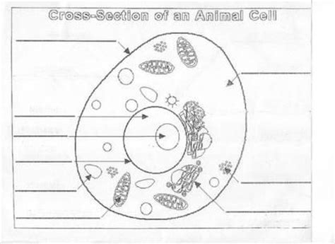 A diagram of an animal and human cell. Animal Cell Diagram Worksheet | animal cell diagram unlabeled resources animal cell digital ...