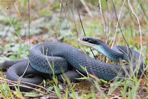 What Do Blue Racer Snakes Eat Pet Food Guide