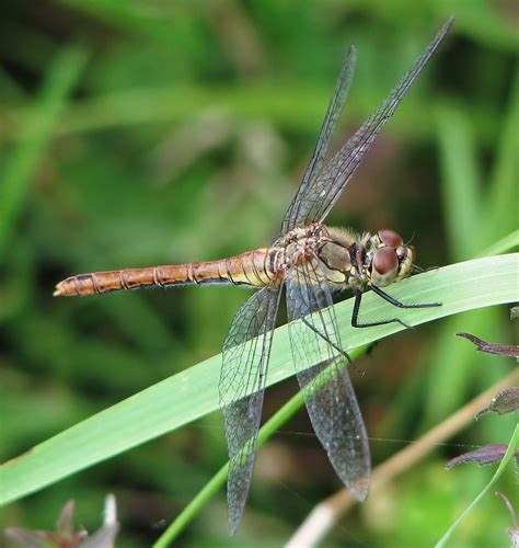 Dragonfly Simple English Wikipedia The Free Encyclopedia