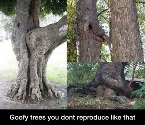 Goofy Trees You Dont Reproduce Like That Goofy Trees You Dont Reproduce Like That