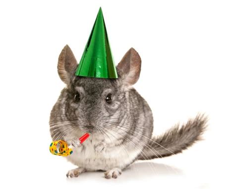Happy Birthday Chinchilla Chinchilla Wearing Happy Birthday Hat