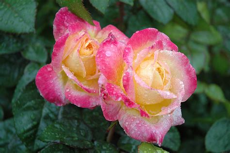 I ordered one for my sister and she raved about it so i ordered one for myself. Love And Peace Rose (Rosa 'Love And Peace') in Columbus ...