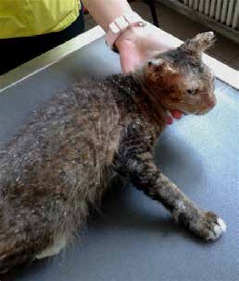 Exfoliative Dermatitis In A 4 Year Old Cat With Thymoma Download