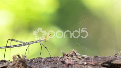 Grasshopper Who Looks Like Stick Insect Walking On Branch Stock Footage