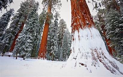 Redwood Forest Winter Trees Snow Nature Desktop