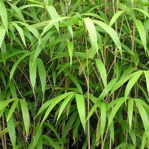 Bambou Metake Pseudosasa japonica Rhizomes peu traçants Feuilles