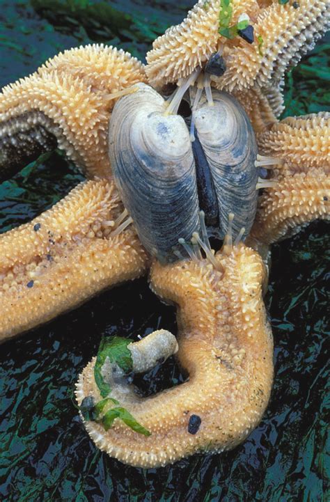 海星身上竟有两个胃而且它们还可以用自己的胃来捕捉猎物 海星 猎物 食物 新浪新闻