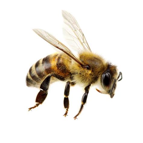Honey Bee Identification Habits And Behavior Florida Pest Control