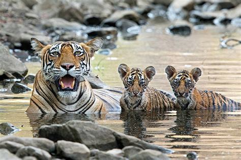 10 Ways The World Helped Save Tigers In 2019 Wwf