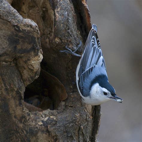 This small fellow doesn't find michigan's harsh winters to be problematic, so it's not a. Increase in Woodpecker Populations Linked to Feasting on ...