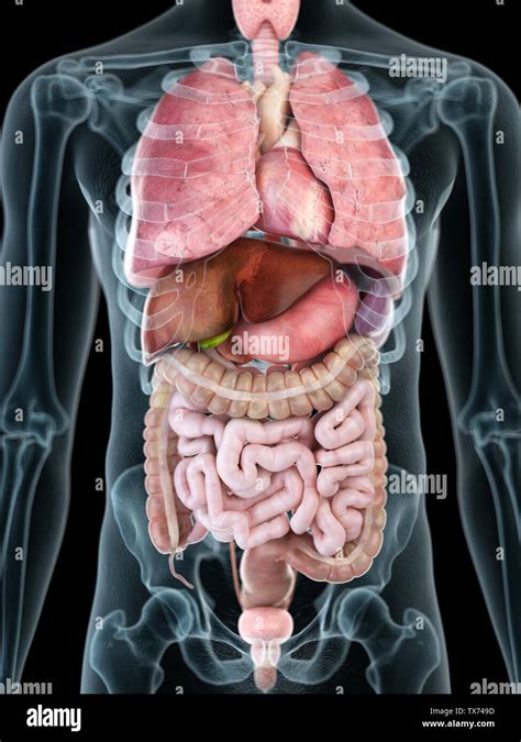 3d Rendered Medically Accurate Illustration Of Male Organs Gallbladder 17e