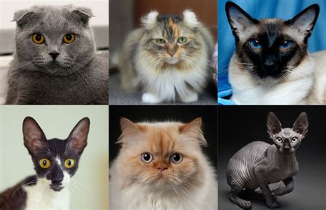 8 Different Type Of Cats What Kind Of Cats Are You