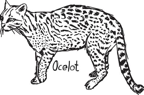 Ocelot Vector Illustration Sketch Hand Drawn 3127166 Vector Art At