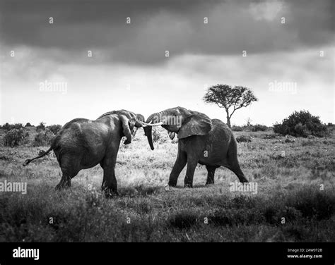 Familia De Elefantes En La Sabana Safari En África Kenia Tanzania Lucha De Elefantes En