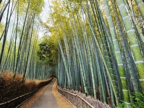 47 Bamboo Forest Japan Computer Wallpaper Wallpapersafari