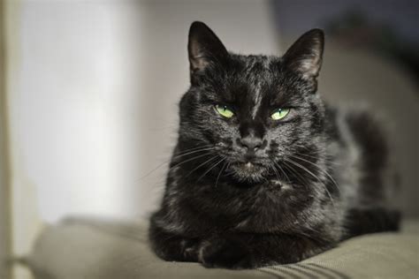They have true fur, in that. חתולים שחורים - יותר ממזל רע • Petnet