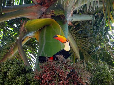 A Toucan Sitting On Top Of A Green Plant In The Middle Of Palm Trees
