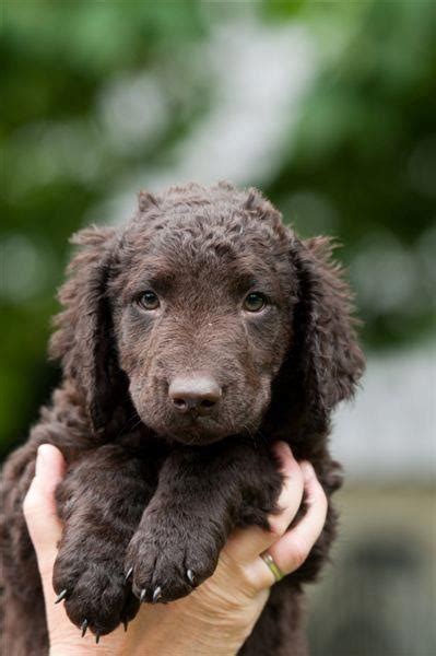They are the only breed of retrievers with curly hair and are easily distinguishable by their physical characteristics, including the mass of tight curls covering their bodies. Valerie aka Spin | The cutest curly coated retriever puppy ...