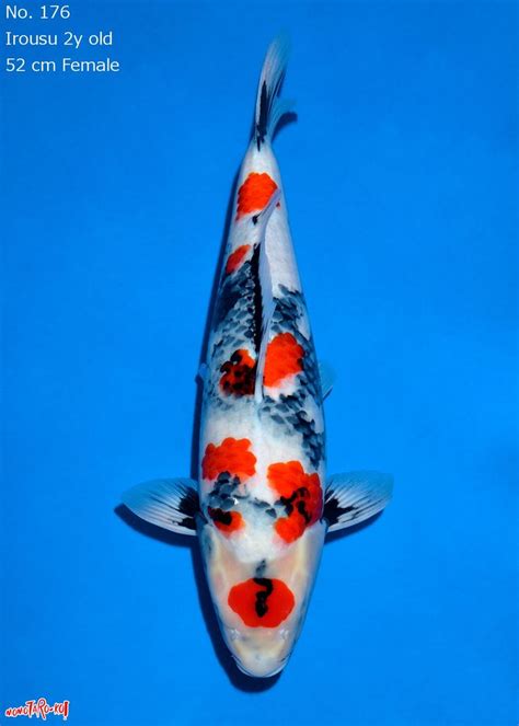 Pin By Thaweesak Boonsiriseth On Koi Fish Koi Fish Koi Art Japanese Koi