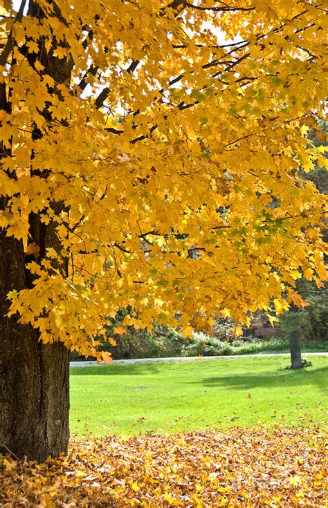 Golden Autumn Photograph By Cheryl Baxter Fine Art America