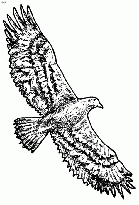 Flying Hawk Drawing At Getdrawings Free Download