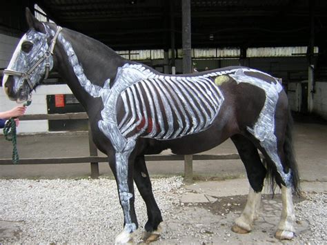 animals transformed  creepy skeletons  halloween