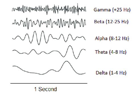 Main Frequency Bands Present In Human Brain Activity Download