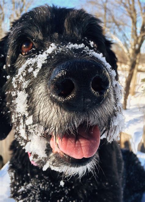 Free Images Snow Winter Cute Canine Pet Fur Close Up Nose