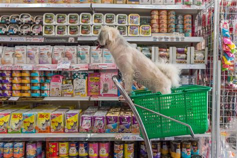 Dog So Cute Wait A Pet Owner At Pet Shop Editorial Photo Image Of