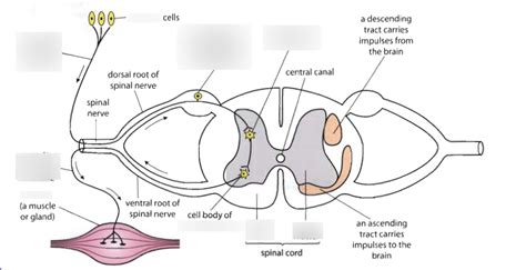 Transverse Section Of Spinal Cord Diagram Quizlet