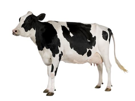 Cow Png Transparent Images Png All