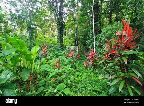 Jungle Vegetation Costa Rica Stock Photo Alamy
