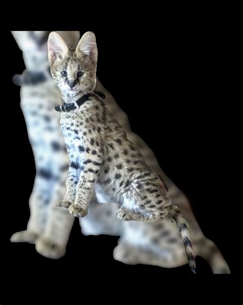 Specializing in f1 savannahs and f2 savannah cats. Savannah cat breeder with budget-friendly pricing options ...