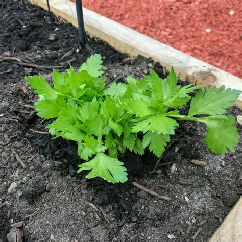 How To Regrow Celery From Ends In The Fridge