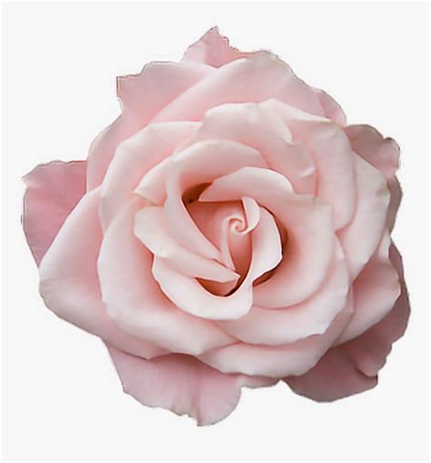 Pastel Pink Rose Png Transparent Png Kindpng