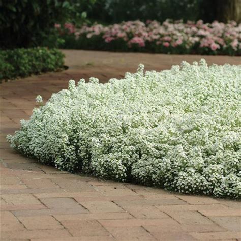 Clear Crystal White Alyssum