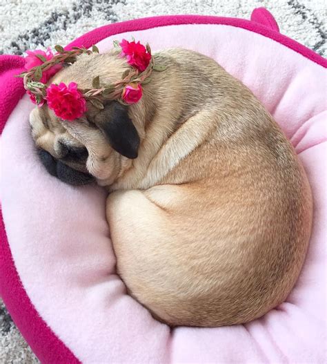 131k Likes 152 Comments Loulou The Pug Pugloulou On Instagram
