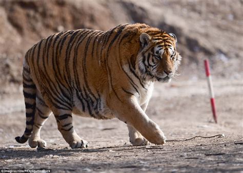 Chubby Siberian Tigers Prowl Enclosure In Chinese Zoo Daily Mail Online