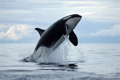 One Killer Whale Or Orca Jumping Out Of The Ocean In The Pacific